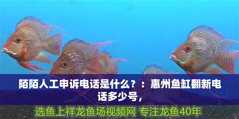 陌陌人工申訴電話(huà)是什么？：惠州魚(yú)缸翻新電話(huà)多少號(hào)，