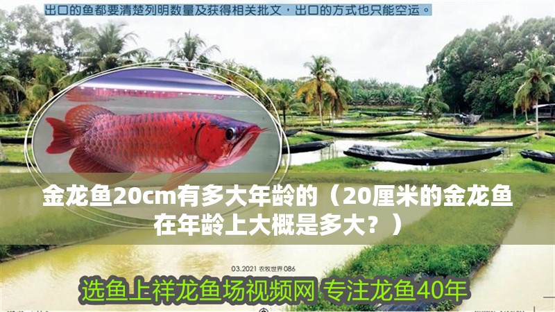 金龍魚20cm有多大年齡的（20厘米的金龍魚在年齡上大概是多大？）