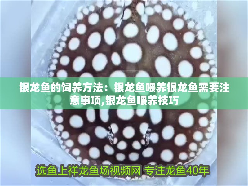銀龍魚的飼養方法：銀龍魚喂養銀龍魚需要注意事項,銀龍魚喂養技巧