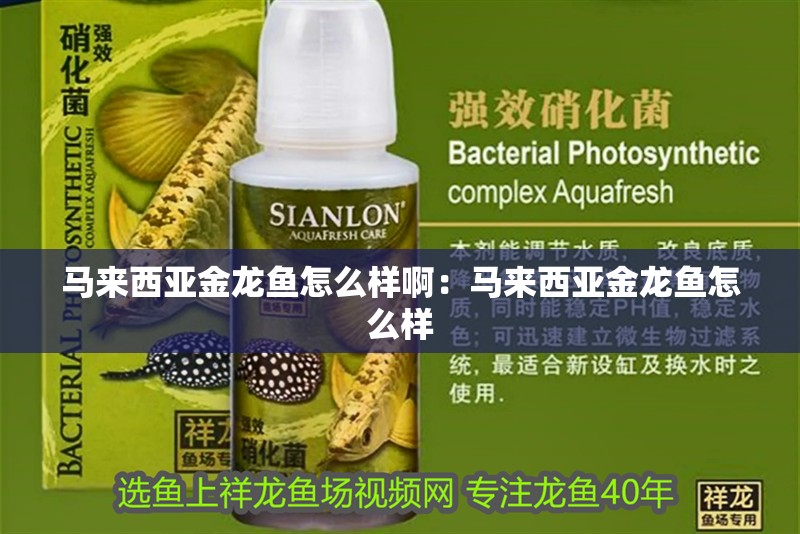 馬來西亞金龍魚怎么樣啊：馬來西亞金龍魚怎么樣