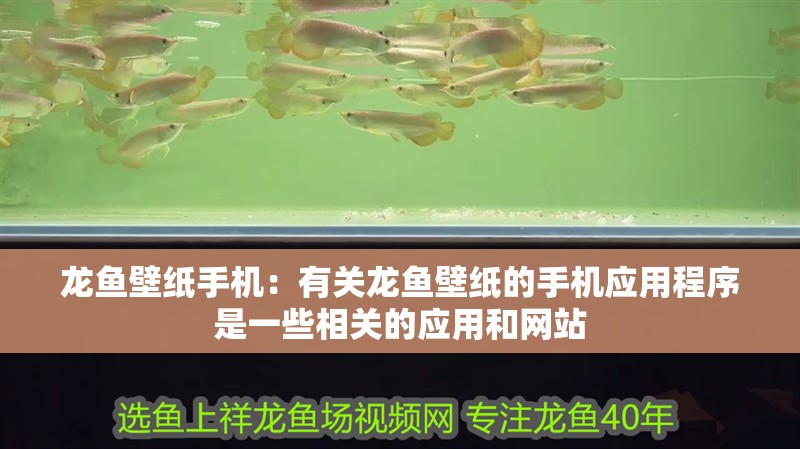 龍魚壁紙手機(jī)：有關(guān)龍魚壁紙的手機(jī)應(yīng)用程序是一些相關(guān)的應(yīng)用和網(wǎng)站
