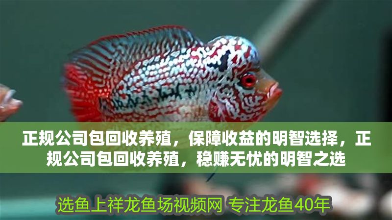 正規(guī)公司包回收養(yǎng)殖，保障收益的明智選擇，正規(guī)公司包回收養(yǎng)殖，穩(wěn)賺無憂的明智之選