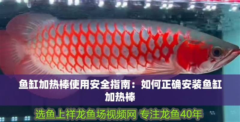 魚缸加熱棒使用安全指南：如何正確安裝魚缸加熱棒