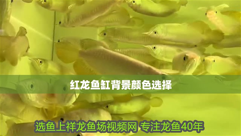 紅龍魚缸背景顏色選擇