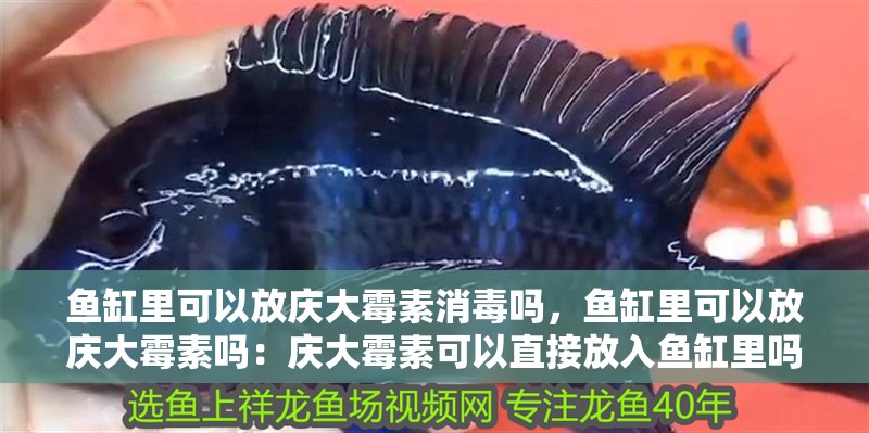 魚缸里可以放慶大霉素消毒嗎，魚缸里可以放慶大霉素嗎：慶大霉素可以直接放入魚缸里嗎？