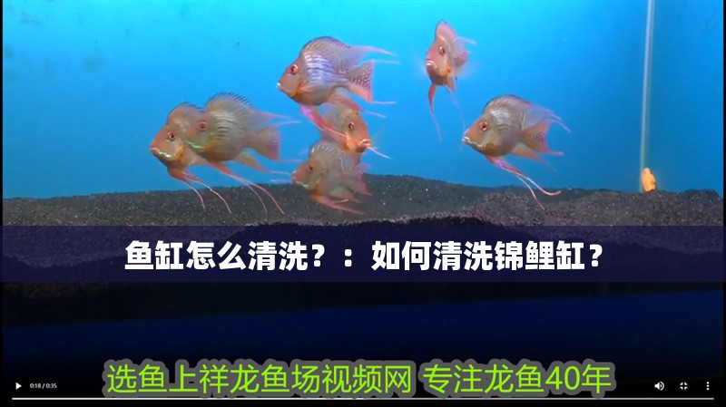 魚缸怎么清洗？：如何清洗錦鯉缸？