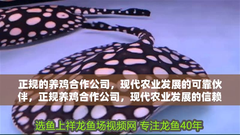 正規(guī)的養(yǎng)雞合作公司,現(xiàn)代農(nóng)業(yè)發(fā)展的可靠伙伴,正規(guī)養(yǎng)雞合作公司,現(xiàn)代農(nóng)業(yè)發(fā)展的信賴之選 龍魚百科 第1張 正規(guī)的養(yǎng)雞合作公司,現(xiàn)代農(nóng)業(yè)發(fā)展的可靠伙伴,正規(guī)養(yǎng)雞合作公司,現(xiàn)代農(nóng)業(yè)發(fā)展的信賴之選 正規(guī)的養(yǎng)雞合作公司,現(xiàn)代農(nóng)業(yè)發(fā)展的可靠伙伴,正規(guī)養(yǎng)雞合作公司,現(xiàn)代農(nóng)業(yè)發(fā)展的信賴之選 龍魚百科 第1張