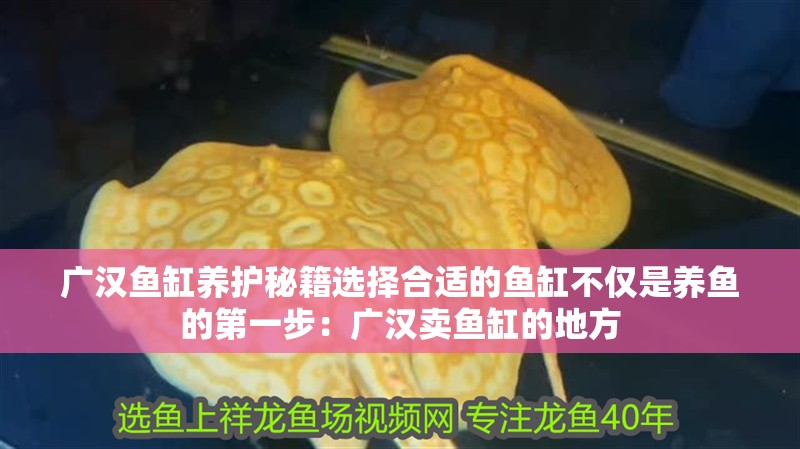 廣漢魚缸養護秘籍選擇合適的魚缸不僅是養魚的第一步：廣漢賣魚缸的地方
