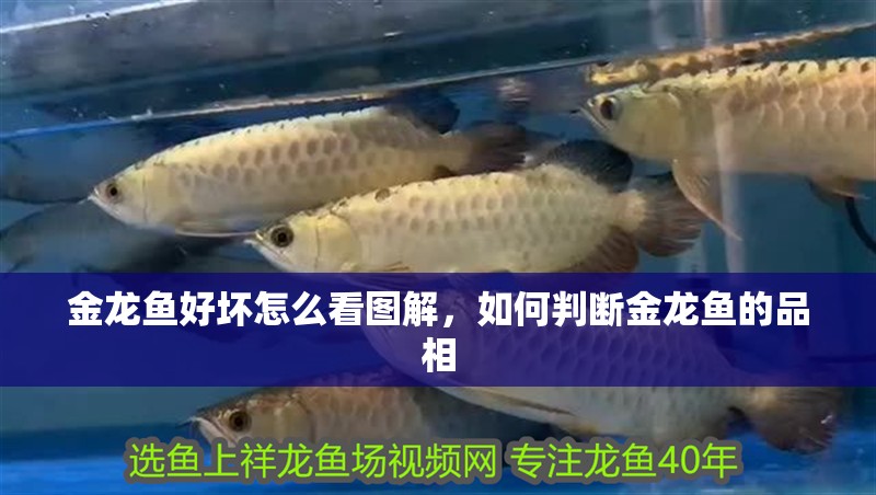 金龍魚好壞怎么看圖解，如何判斷金龍魚的品相