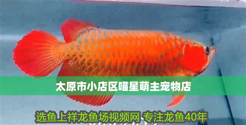 太原市小店區喵星萌主寵物店