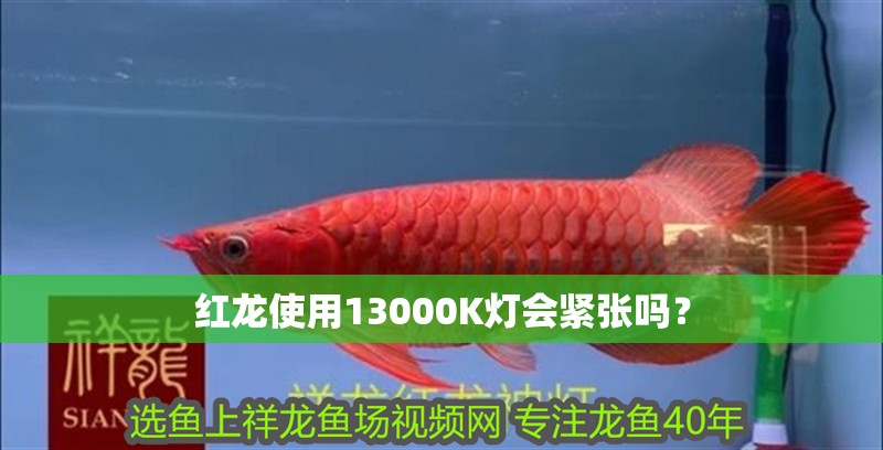 紅龍使用13000K燈會緊張嗎？