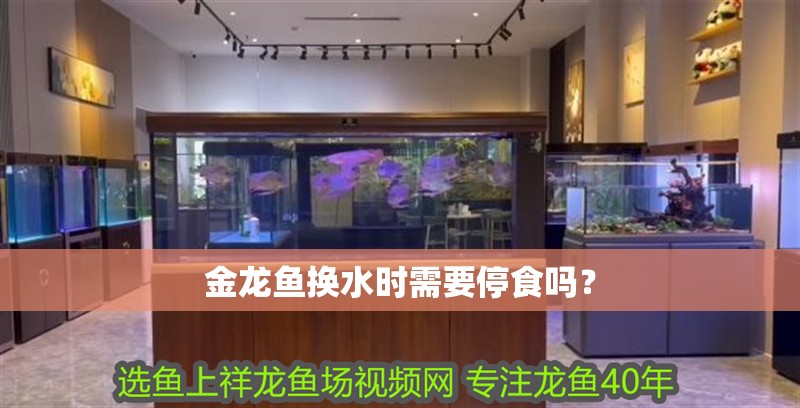 金龍魚換水時需要停食嗎？