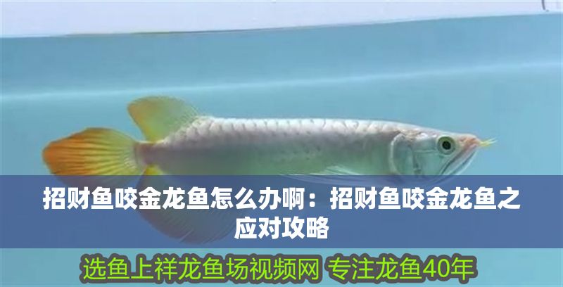 招財魚咬金龍魚怎么辦?。赫胸旚~咬金龍魚之應對攻略