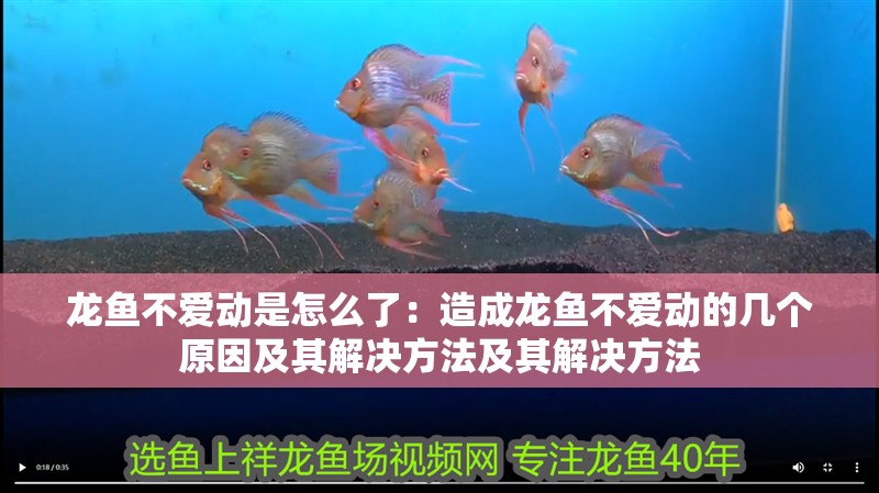 龍魚(yú)不愛(ài)動(dòng)是怎么了：造成龍魚(yú)不愛(ài)動(dòng)的幾個(gè)原因及其解決方法及其解決方法