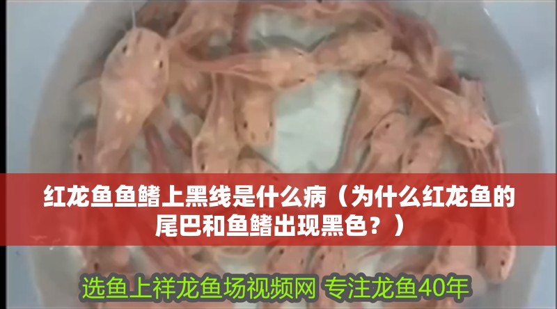 紅龍魚魚鰭上黑線是什么?。槭裁醇t龍魚的尾巴和魚鰭出現(xiàn)黑色？）