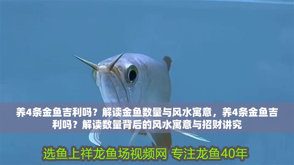 養(yǎng)4條金魚吉利嗎？解讀金魚數(shù)量與風(fēng)水寓意，養(yǎng)4條金魚吉利嗎？解讀數(shù)量背后的風(fēng)水寓意與招財(cái)講究
