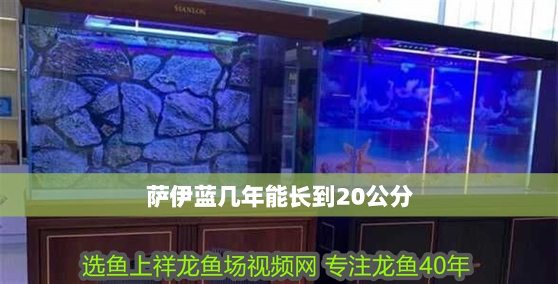 薩伊藍幾年能長到20公分 薩伊藍幾年能長到20公分 龍魚論壇