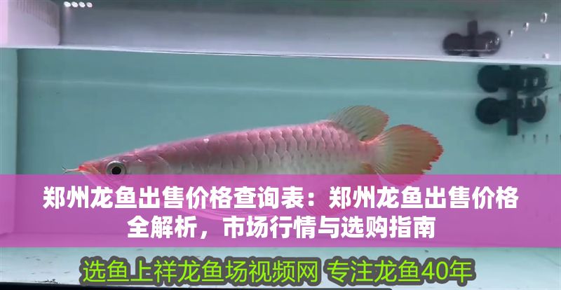 鄭州龍魚出售價格查詢表：鄭州龍魚出售價格全解析，市場行情與選購指南