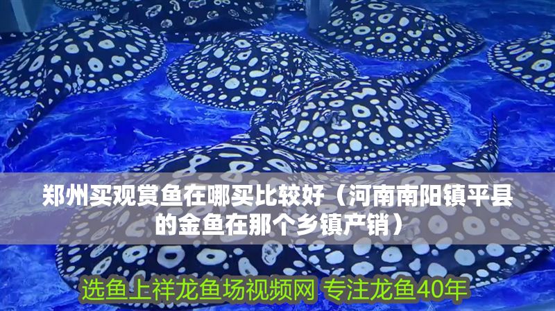 鄭州買觀賞魚在哪買比較好（河南南陽鎮(zhèn)平縣的金魚在那個(gè)鄉(xiāng)鎮(zhèn)產(chǎn)銷）