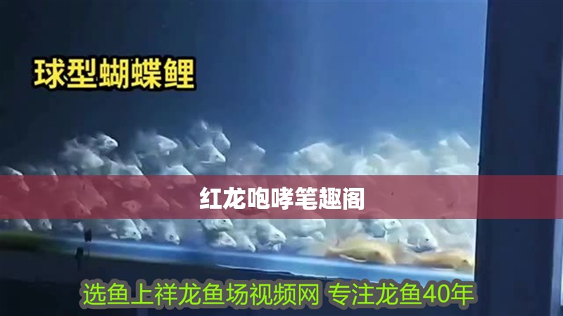 紅龍咆哮筆趣閣