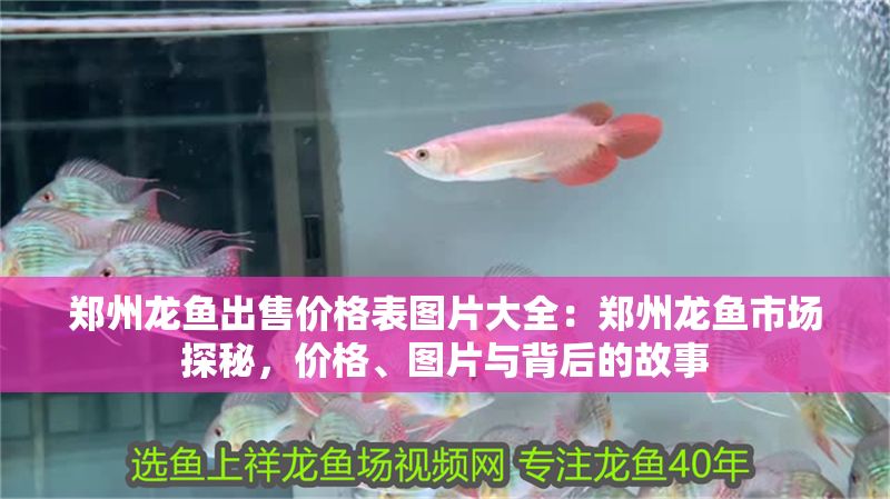 鄭州龍魚出售價格表圖片大全：鄭州龍魚市場探秘，價格、圖片與背后的故事