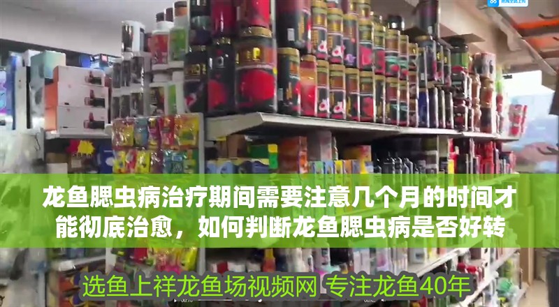龍魚腮蟲病治療期間需要注意幾個月的時間才能徹底治愈，如何判斷龍魚腮蟲病是否好轉