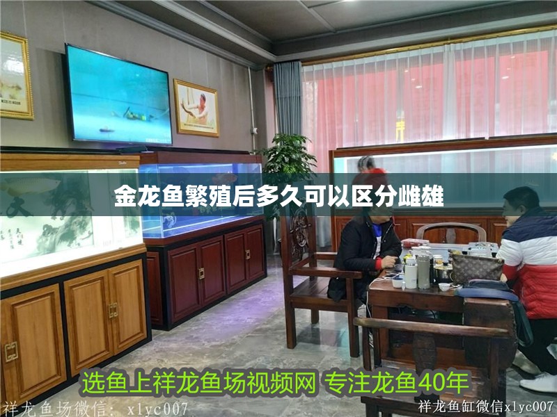 金龍魚繁殖后多久可以區分雌雄 金龍魚繁殖后多久可以區分雌雄 龍魚百科