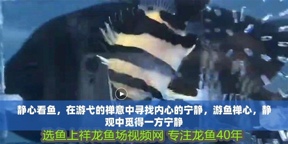 靜心看魚(yú)，在游弋的禪意中尋找內(nèi)心的寧?kù)o，游魚(yú)禪心，靜觀中覓得一方寧?kù)o