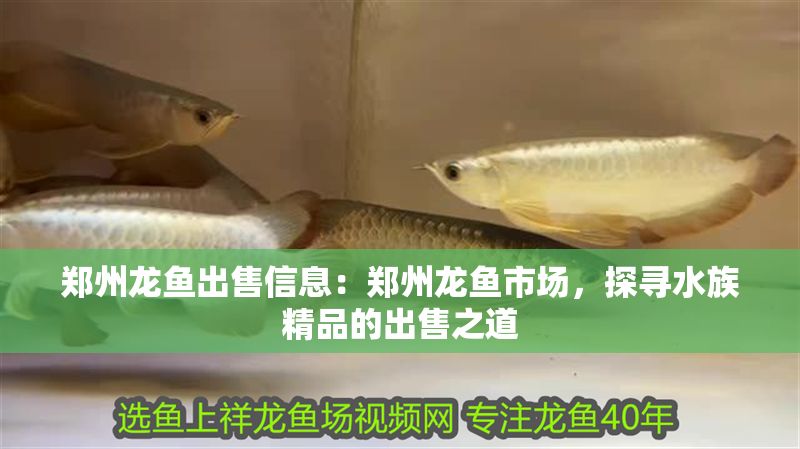鄭州龍魚(yú)出售信息：鄭州龍魚(yú)市場(chǎng)，探尋水族精品的出售之道