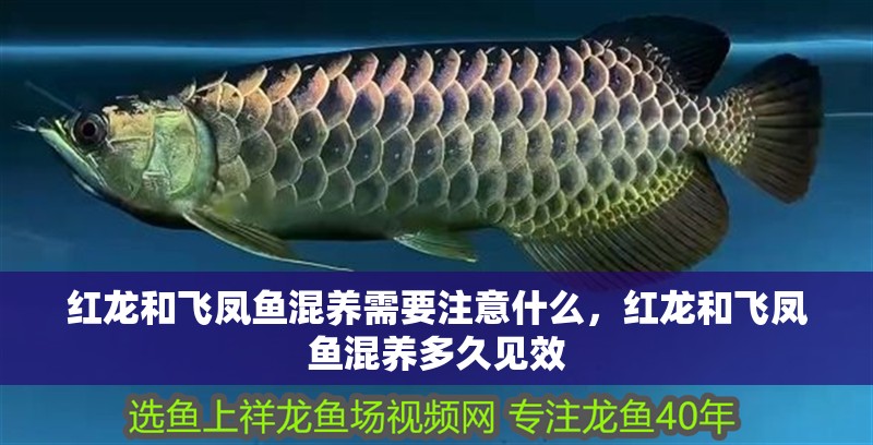 紅龍和飛鳳魚混養需要注意什么，紅龍和飛鳳魚混養多久見效