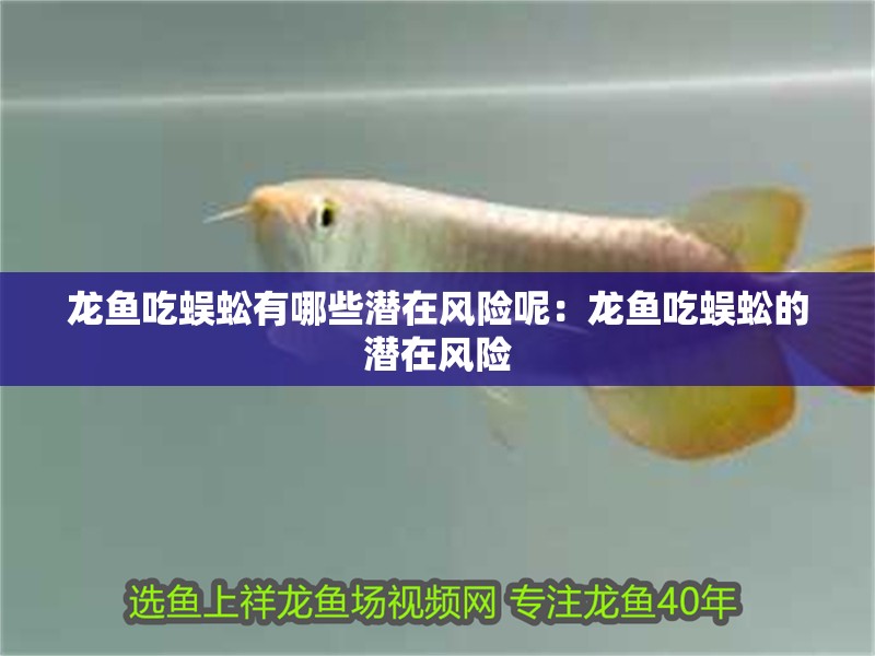龍魚吃蜈蚣有哪些潛在風險呢：龍魚吃蜈蚣的潛在風險