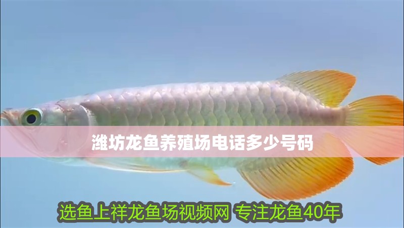 濰坊龍魚養殖場電話多少號碼