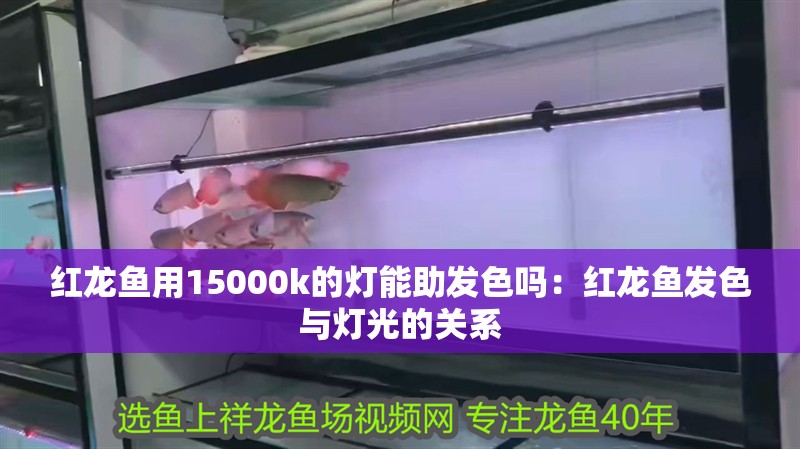 紅龍魚用15000k的燈能助發色嗎：紅龍魚發色與燈光的關系