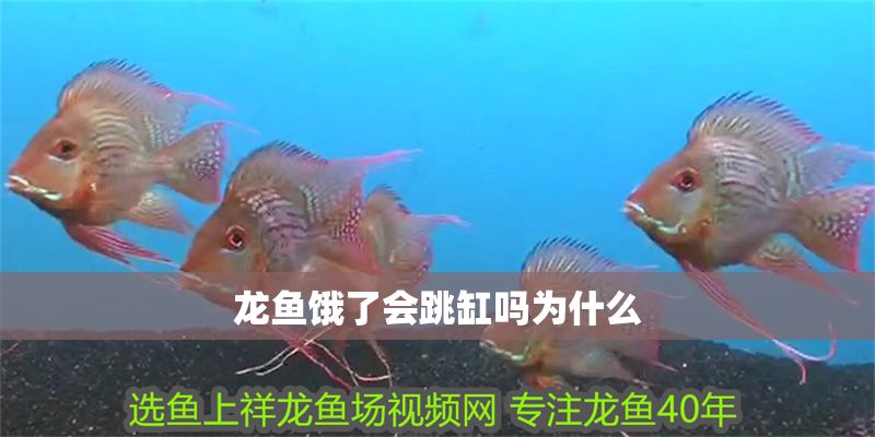 龍魚餓了會跳缸嗎為什么