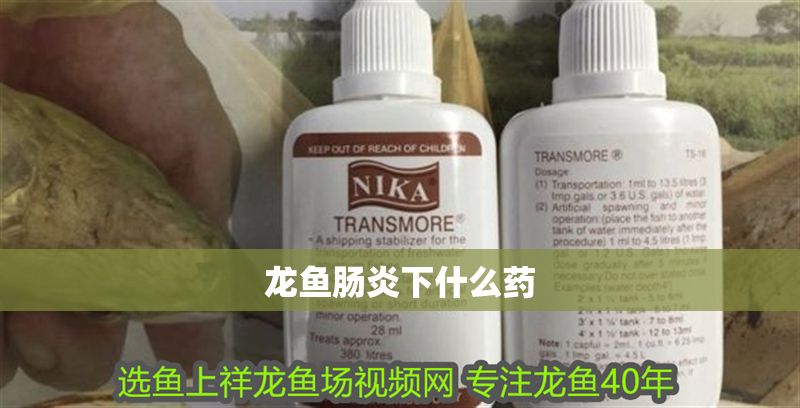 龍魚腸炎下什么藥