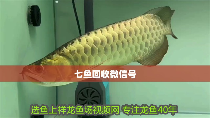 七魚回收微信號