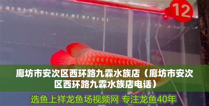 廊坊市安次區(qū)西環(huán)路九霖水族店（廊坊市安次區(qū)西環(huán)路九霖水族店電話）