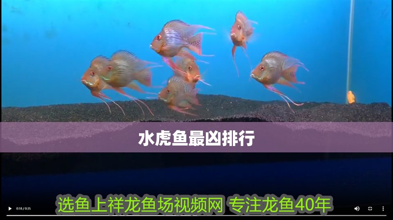 水虎魚最兇排行