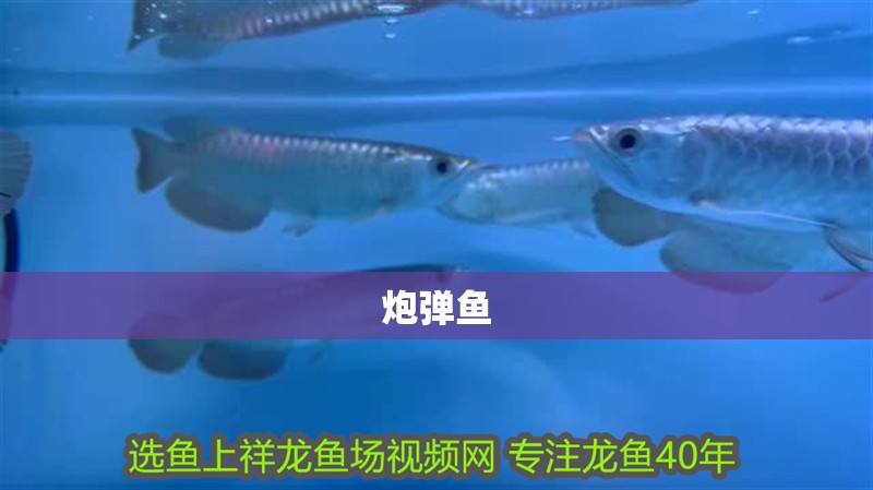 炮彈魚