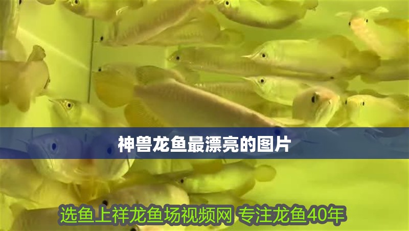 神獸龍魚最漂亮的圖片