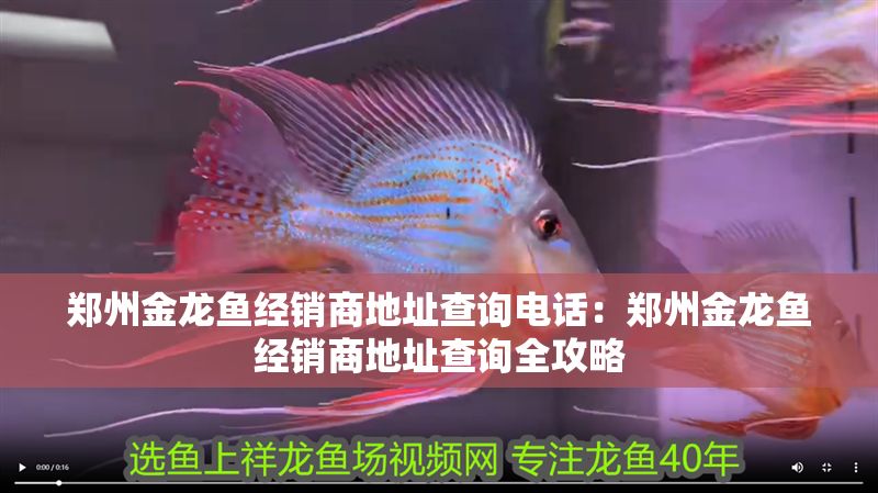 鄭州金龍魚經銷商地址查詢電話：鄭州金龍魚經銷商地址查詢全攻略