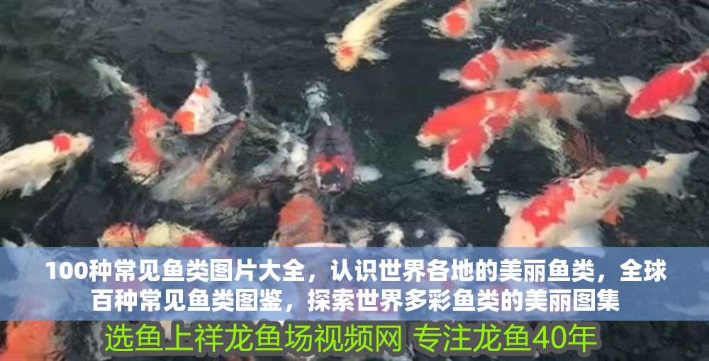 100種常見魚類圖片大全，認(rèn)識(shí)世界各地的美麗魚類，全球百種常見魚類圖鑒，探索世界多彩魚類的美麗圖集