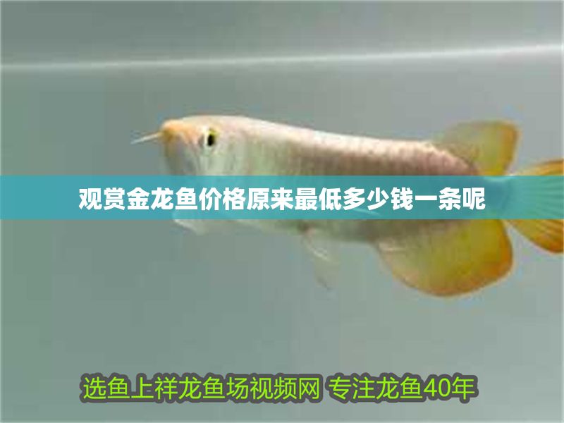 觀賞金龍魚(yú)價(jià)格原來(lái)最低多少錢(qián)一條呢