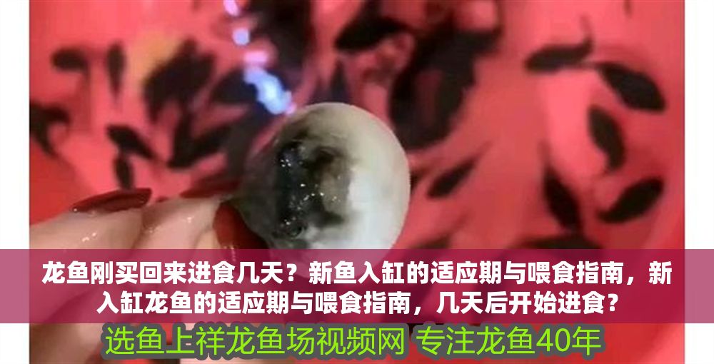 龍魚剛買回來進食幾天？新魚入缸的適應期與喂食指南，新入缸龍魚的適應期與喂食指南，幾天后開始進食？