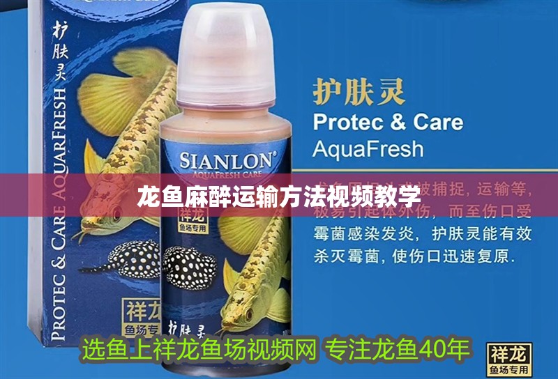 龍魚麻醉運輸方法視頻教學