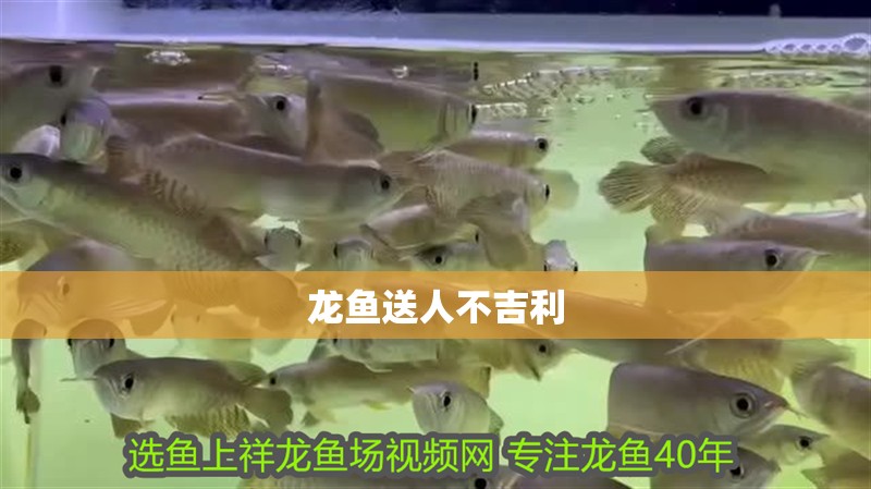 龍魚送人不吉利
