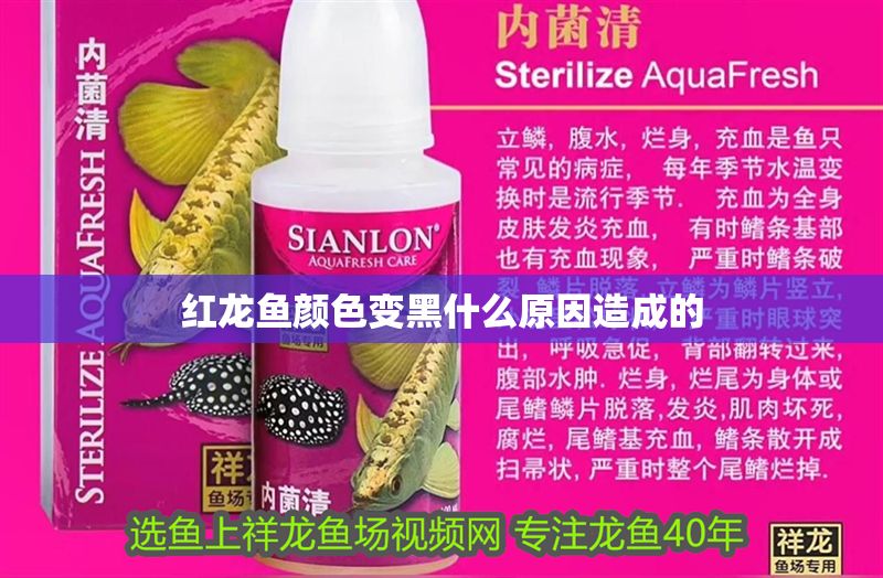 紅龍魚顏色變黑什么原因造成的