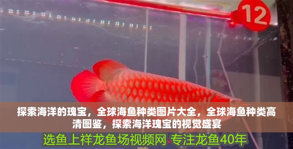 探索海洋的瑰寶，全球海魚種類圖片大全，全球海魚種類高清圖鑒，探索海洋瑰寶的視覺盛宴
