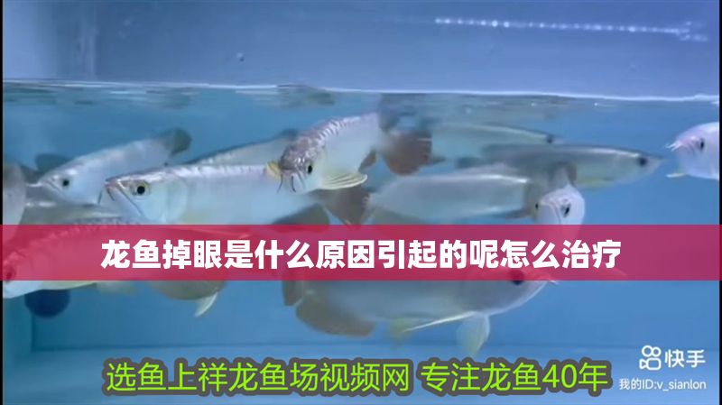 龍魚掉眼是什么原因引起的呢怎么治療