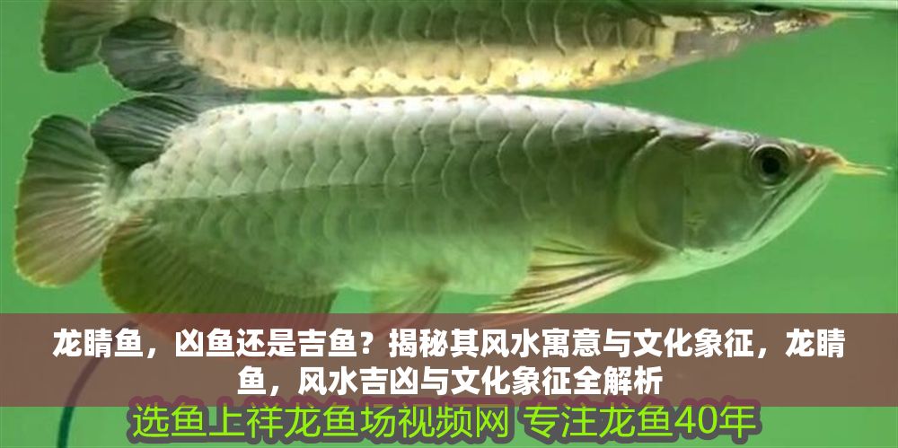 龍睛魚，兇魚還是吉魚？揭秘其風水寓意與文化象征，龍睛魚，風水吉兇與文化象征全解析